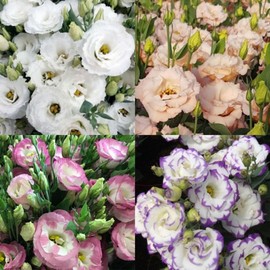 300+ Lisianthus Flower Seeds for Planting - Annual Double Lisianthus Seeds Non-GMO Heirloom Flower Garden Outdoor