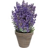 Lavender Grow Kit, with Terra Cotta Pot
