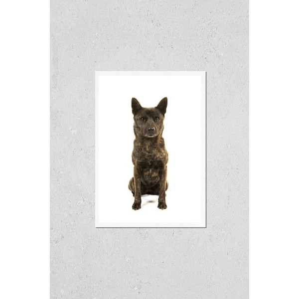 Poster Reproduction of Sitting Female Kai Ken Dog The National