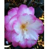 9.25 in Pot - 'Leslie Ann' Camellia