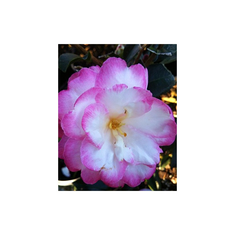 9.25 in Pot - 'Leslie Ann' Camellia