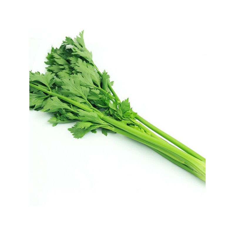 산마을 유기농 샐러리가루 50g 동결건조 Organic Celery Powder 50g Freeze-Dried