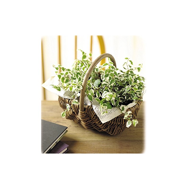Ohashi Shinji Shop Storage Basket Willow Basket Black Willow Free