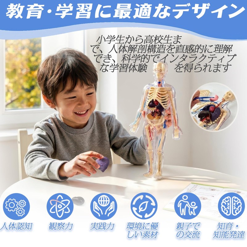 Human Body Model Toy, Full Body Transparent, Human Blood Vessel