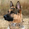 Tactical Dog Collar, Military Nylon Dog Collar Thick with Handle