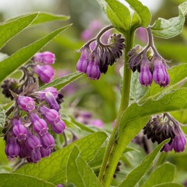 100 Symphytum Officinale Comfrey Seeds - Perennial Symphytum Officinale Comfrey Herb Non-GMO Heirloom Garden Seeds