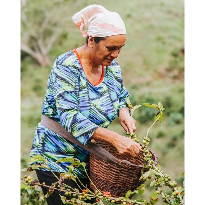 Gustos Coffee Premium Selection | Puerto Rican High End Medium