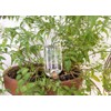 Kikkerland Hand Blown Glass Self Watering Stake for Potted Plants