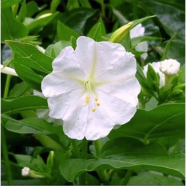 80 White Four O'Clock Seeds - Tender Perennial That Reseeds Easily