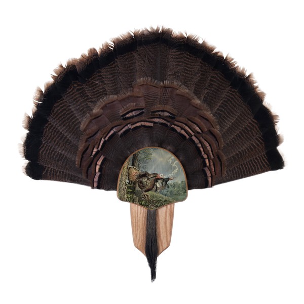 Walnut Hollow Country Turkey Fan Mount & Display Kit, Oak with Double Strike Image