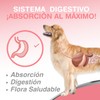 Medical Solutions Aceite de Salmon para Perros y Gatos con