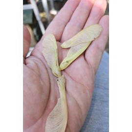 Natural 10+ Silver Maple, Water Maple Seeds (Acer Saccharinum) | Fast Growing Tree | USA