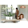 elho Brussels Diamond Orchid High 12.5 - Flower Pot for