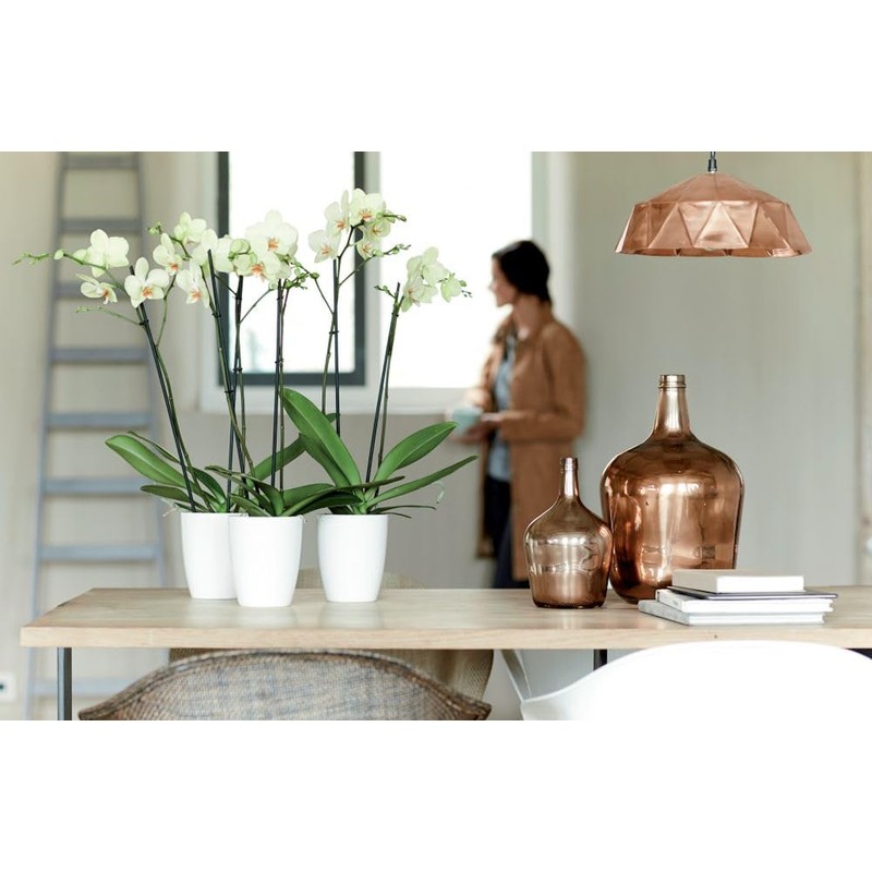 elho Brussels Diamond Orchid High 12.5 - Flower Pot for