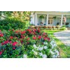 Encore Azalea Autumn Bonfire (1 Gallon) Red Flowering Shrub -