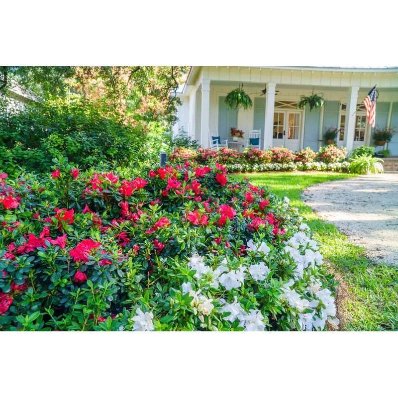Encore Azalea Autumn Bonfire (1 Gallon) Red Flowering Shrub -