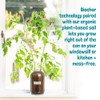 Back to the Roots Cherry Tomato Organic Windowsill Planter Kit