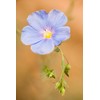 Purple Blue Linen Flax Flower 2000+ Seeds | Blue/Purple Linseed
