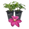 Clematis Niobe - 2 Live Starter Plants in 2 Inch