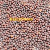 Fairy7Seas Seeds Asian Yu Choy / Choi Sum / Choy