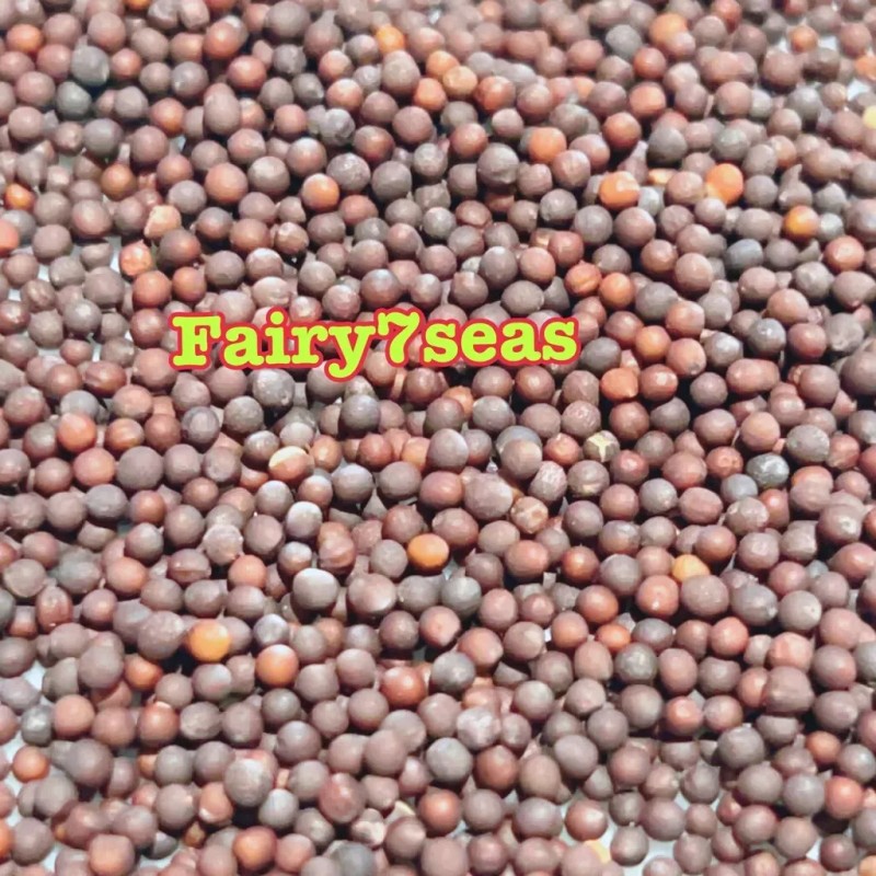 Fairy7Seas Seeds Asian Yu Choy / Choi Sum / Choy