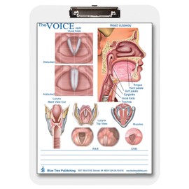 Swallowing and Larynx/Voice Clipboard two sided Chart and Dry Erasable