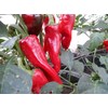 Piment D Espelette Pepper 10+ seeds