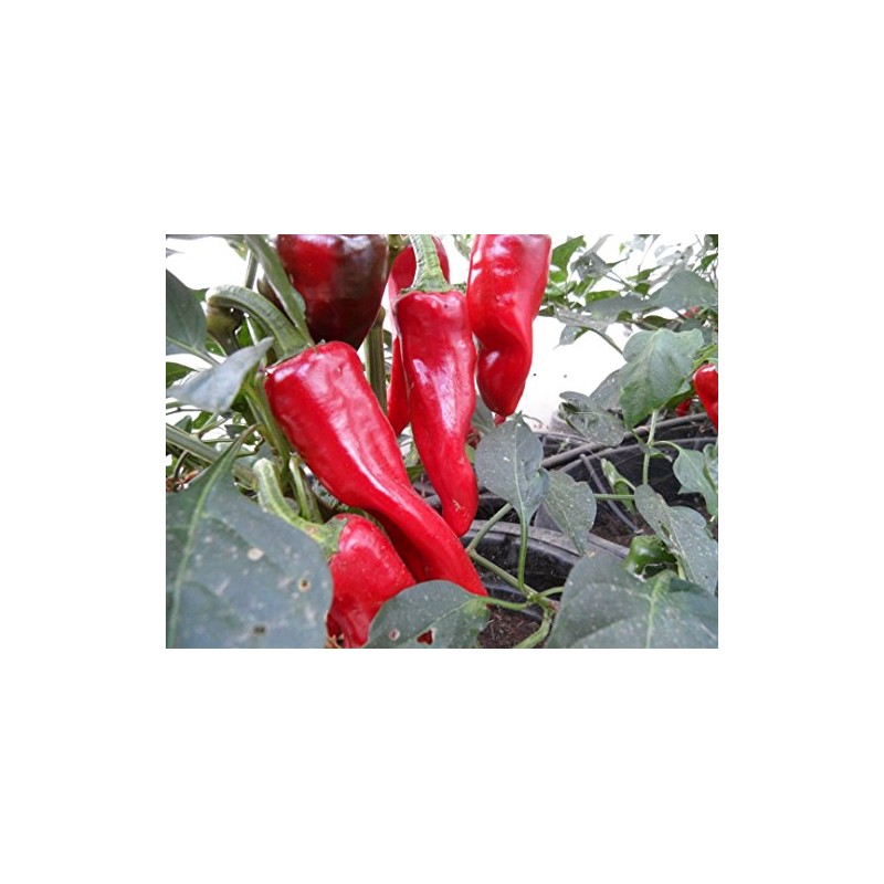 Piment D Espelette Pepper 10+ seeds