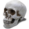 Objectz Skull Decoration, Skeleton Skull Decoration - Can also be