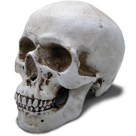 Objectz Skull Decoration, Skeleton Skull Decoration - Can also be used as a Money Box (Antique White)