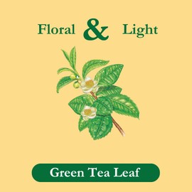 Tadin Green Tea, Herbal Tea, Green Tea Bags, Caffeinated Tea, Tea Bags Individually Wrapped, 24 Tea Bags, Pack of 6