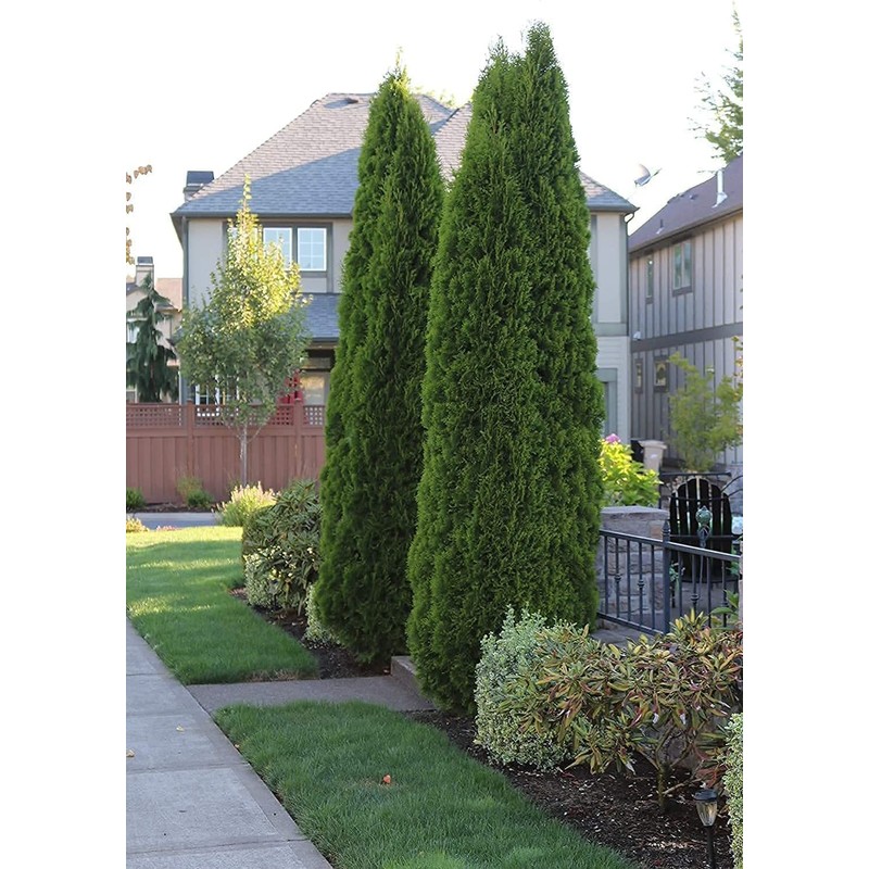 Italian Cypress Tree | 10 Live Seedlings | Cupressus Sempervirens