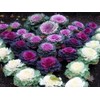 CEMEHA SEEDS - Seeds Flowering Kale Large Leaf Mix Ornamental