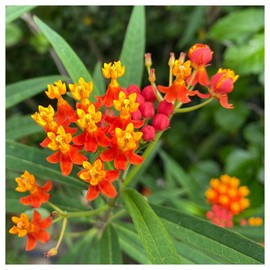 Everwilde Farms - 1/4 Lb Blood Flower Wildflower Seeds - Gold Vault