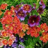 MESay Chilean Morning Glory Seeds - 100 Mixed-Color Seeds for