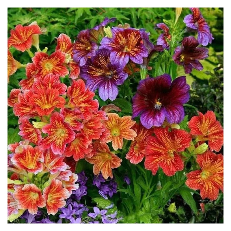 MESay Chilean Morning Glory Seeds - 100 Mixed-Color Seeds for