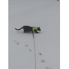 Mynwood Cat Jacket/Harness High Viz Adult Cat