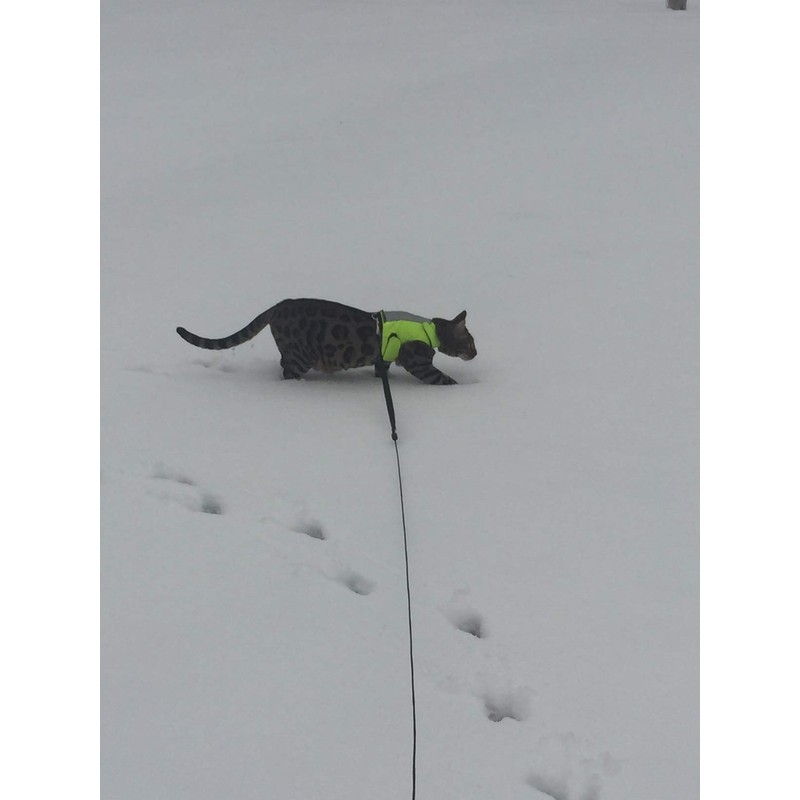 Mynwood Cat Jacket/Harness High Viz Adult Cat