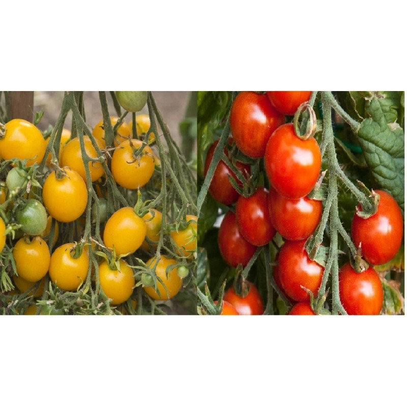 Sunshine Master Small Red & Yellow Cherry Tomato Seeds |