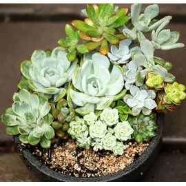 Mixed Colored Succulents Seeds Garden and Home Bonsai Flower Plant 200 Pcs Seeds