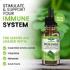 Pura Vida Moringa Leaf Liquid Extract Drops Supplement Fitness