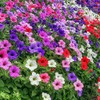 1000 Seeds Pack Petunia Multiflora Hybrida F2 Colorama Mixed -