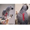 Anelekor Adjustable Birds Harness and Leash Parrot Harness Leash Training