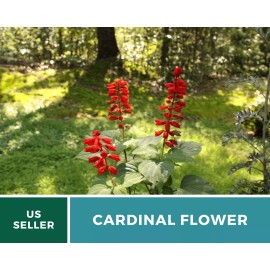 Fresh Lobelia, Cardinal Flower - 250 Seeds - Hummingbird Friendly (Lobelia cardinalis)
