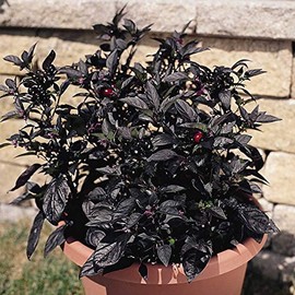 Black Pearl Ornamental Pepper Garden Seeds - Non-GMO Decorative Gardening Seeds - Capisicum annuum