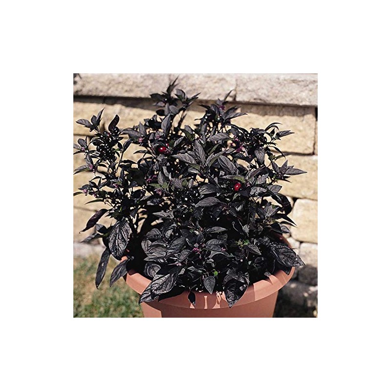 Black Pearl Ornamental Pepper Garden Seeds - Non-GMO Decorative Gardening