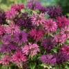 Wivolibe 500+ Bee Balm Flower Seeds Perennial Monarda Didyma Bee