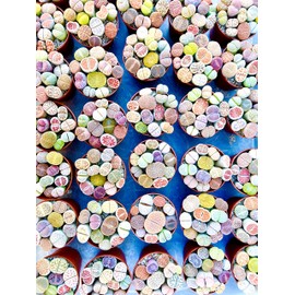 Micro Landscape Design Potted 12-15 Live Lithops Plant, Colorful Living Stones in 2.5 Inches Pot (Color Pot (10+ Colors or Patterns))