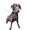 No More Pulling! Anti Pull Lead Field Figure 8 /