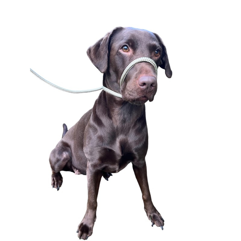 No More Pulling! Anti Pull Lead Field Figure 8 /